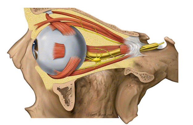 Lateral view of orbital anatomy
