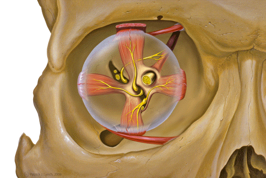 Anterior view of the orbital bones
